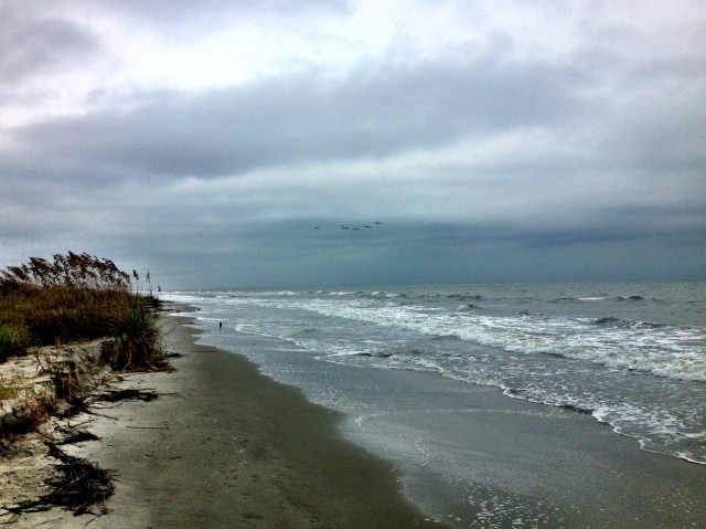 Birds over a stormy beach